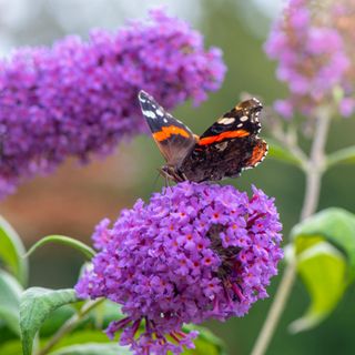 Butterfly on buddleja flowers