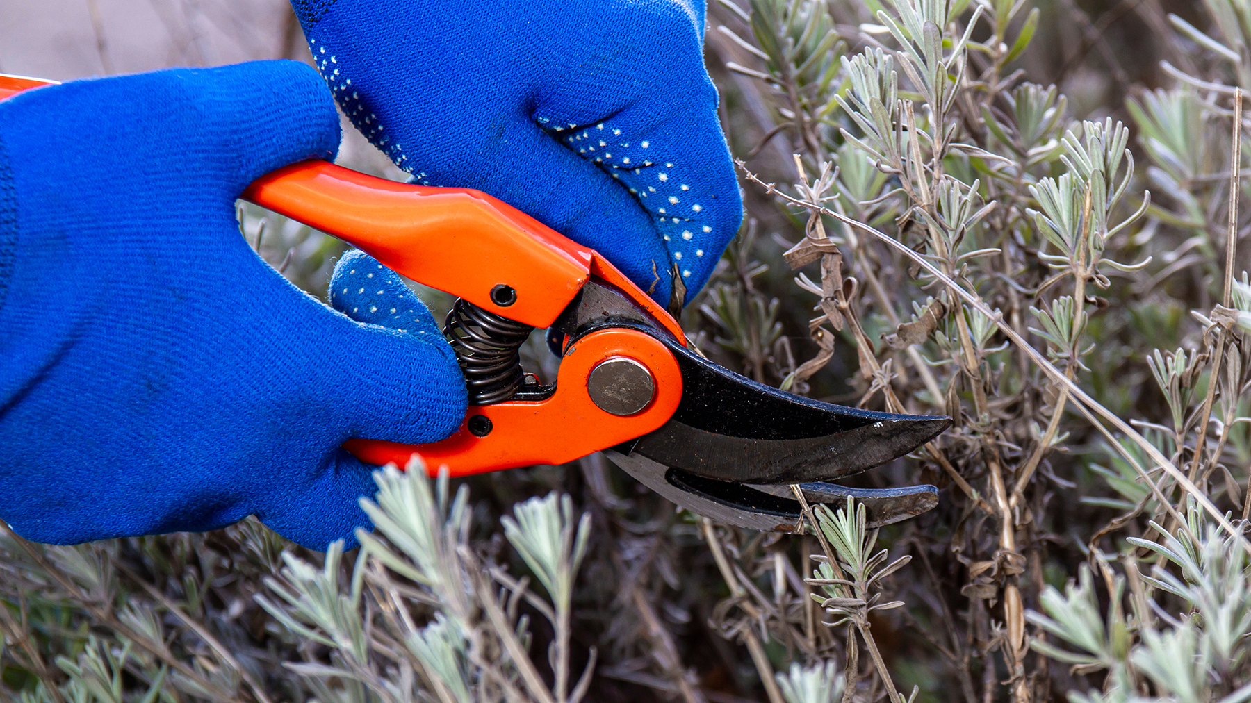 Person wearing blue gardening gloves pruning lavender with orange secateurs