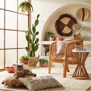 Sunroom with plants, rattan chair, rug, cushions and a cat