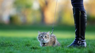 Woman walking cat in park