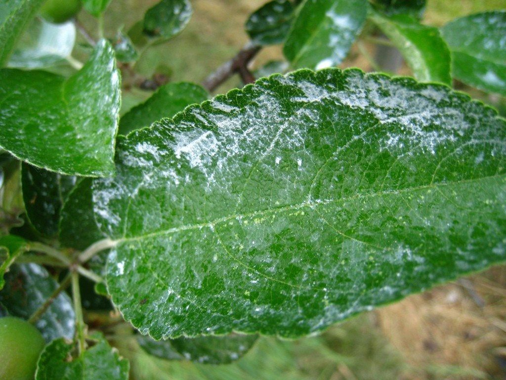 Plant Coated in Kaolin Clay