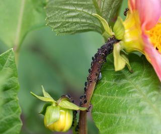 Aphids on a dahlia stem and flower