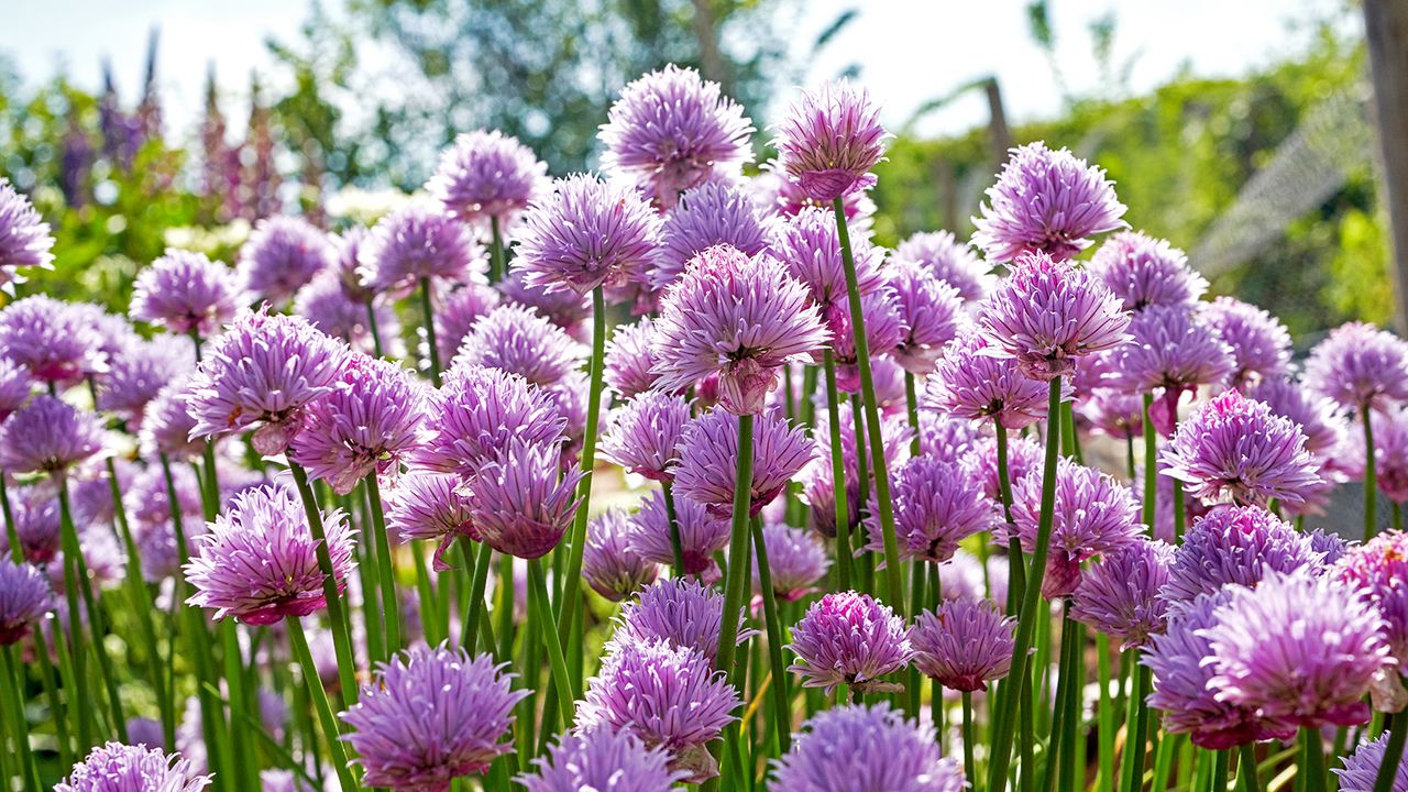 Chive flowers growing in garden