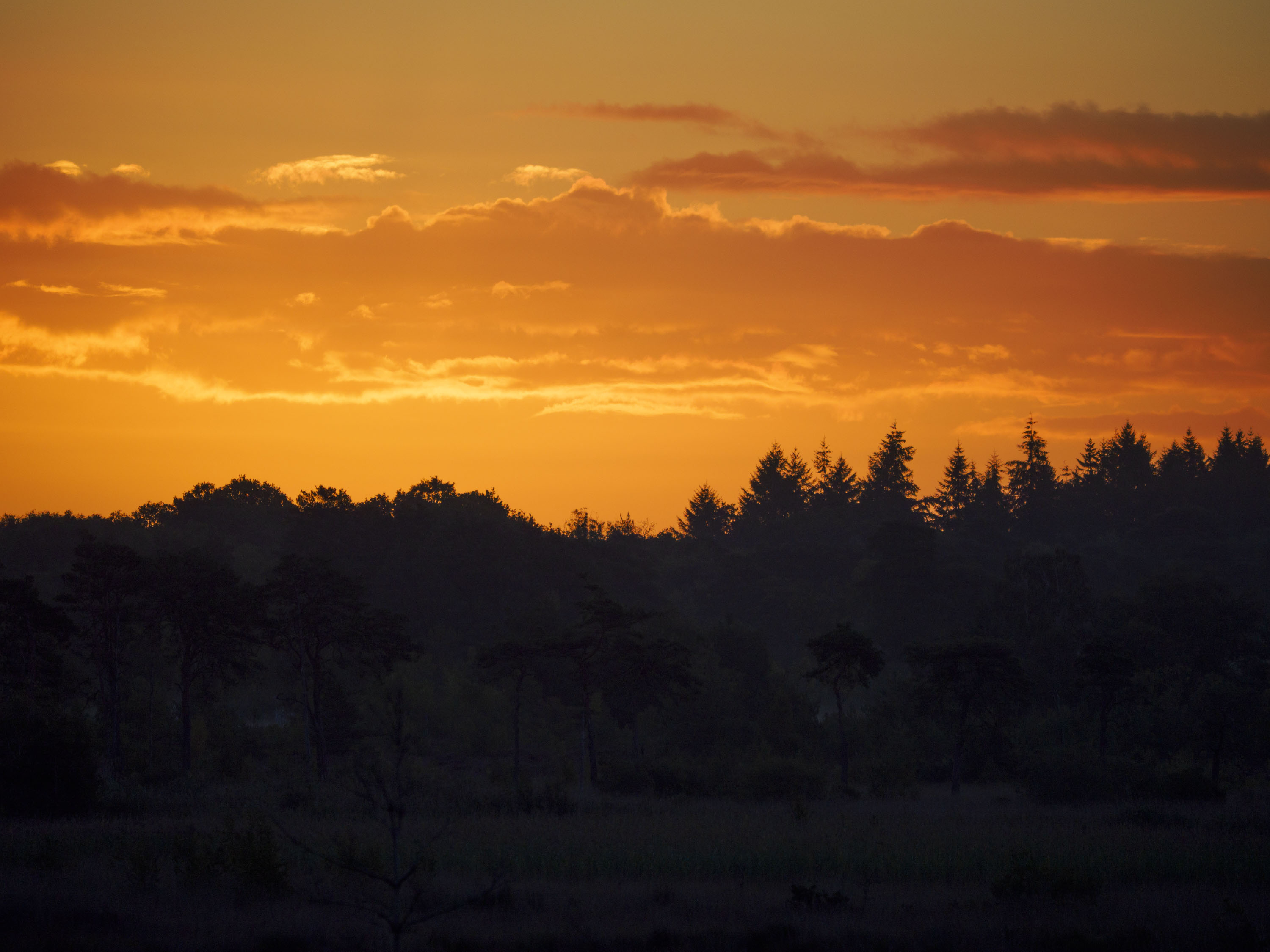OM System 50-200mm F2.8 sample gallery: treeline and vivid sunrise