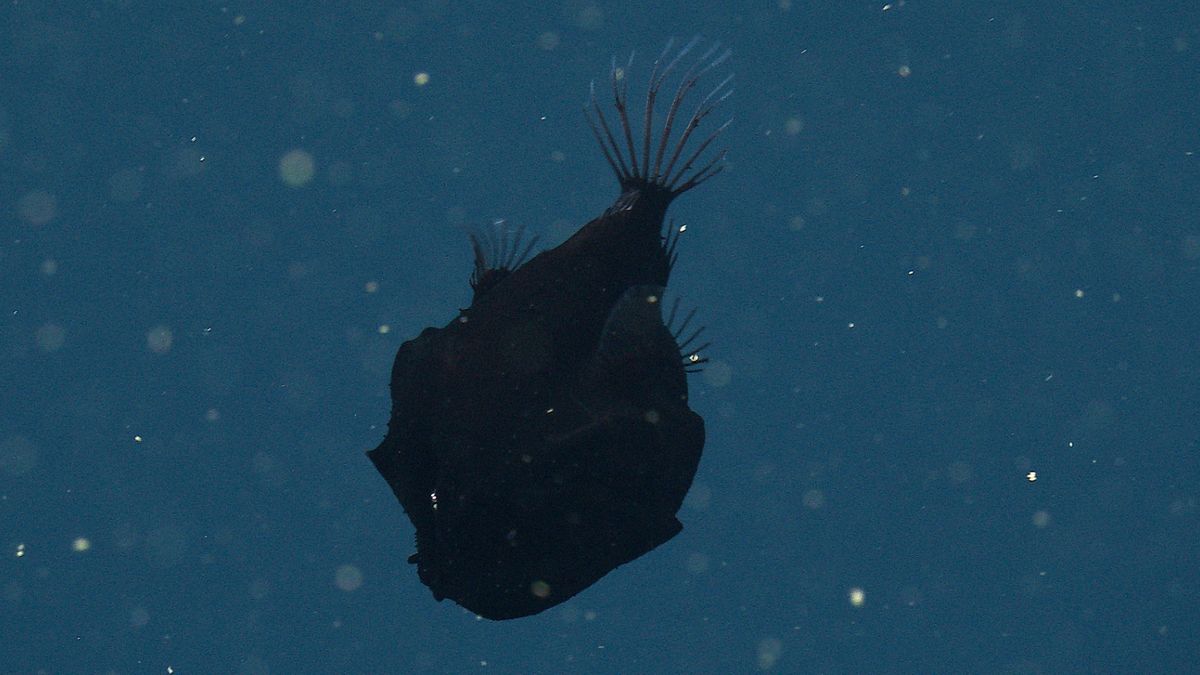 Watch a super-rare dreamer anglerfish with ultra-black