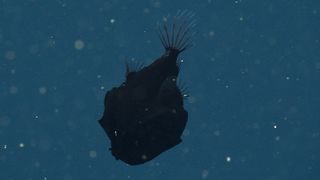 A silhouette of a fish against a watery back drop