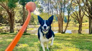 Dog waiting for ball to be thrown