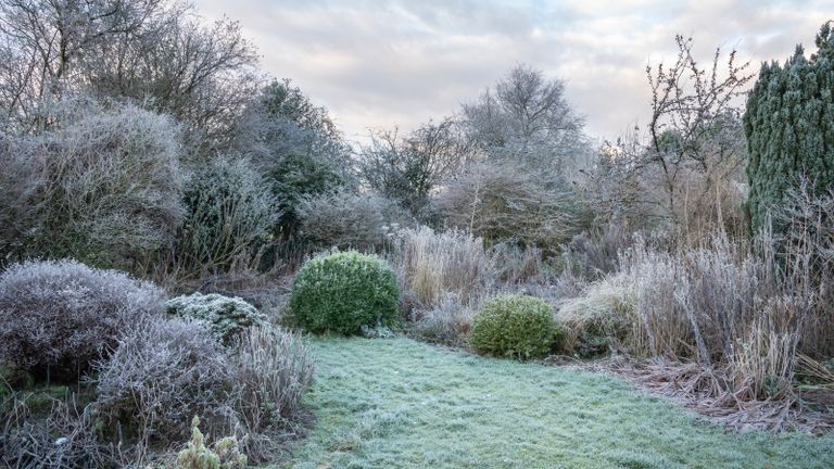 English country garden covered in frost