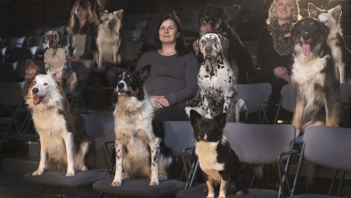 Animals and human sat in a movie theatre