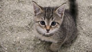 Kitten in litter box