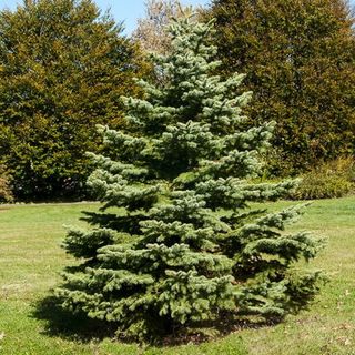 Brighter Blooms - White Spruce Tree, 1-2 ft