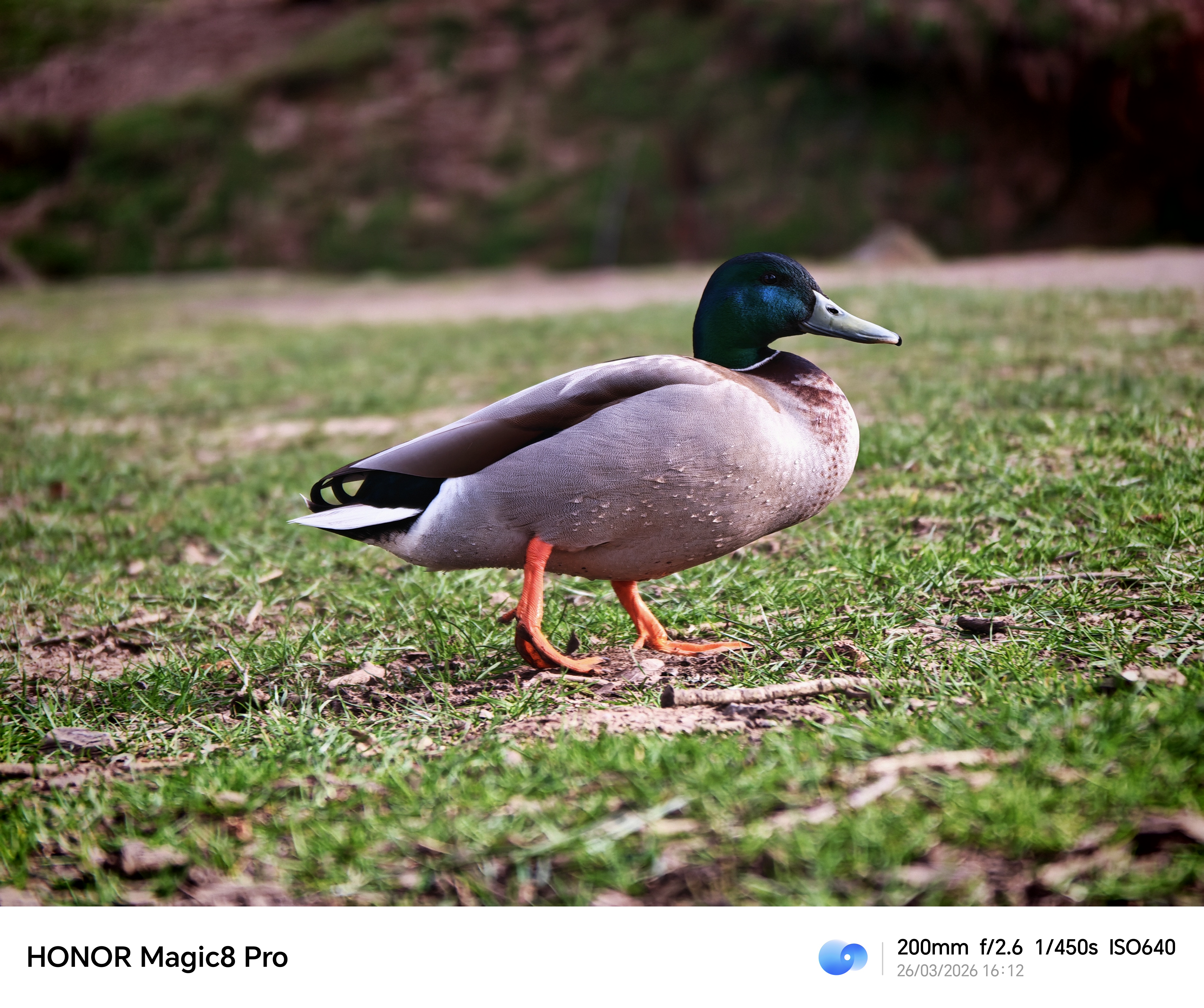Mallard duck walking across grass, photographed at 200mm on the Honor Magic8 Pro