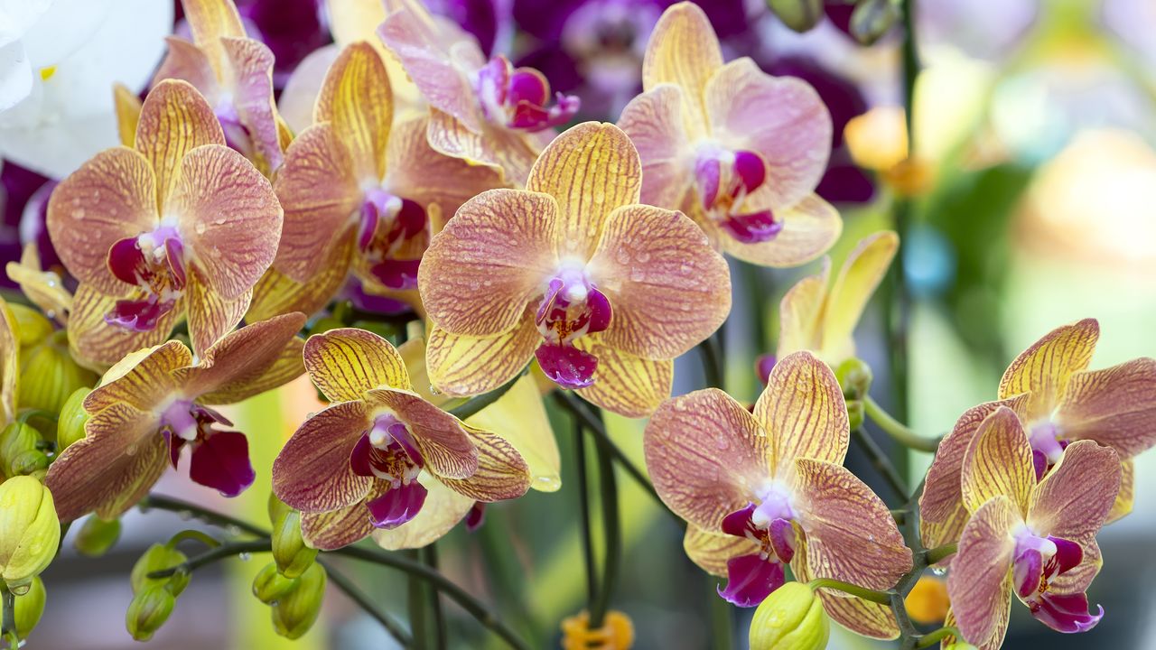 Phalaenopsis orchid flowers