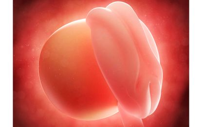 4 weeks pregnant - signs, fetal development and what to consider ...