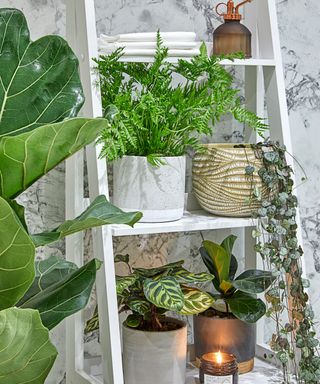 A white ladder shelf with four different indoor plants on it, with a larger plant to the left of it and a gray marble wall behind it