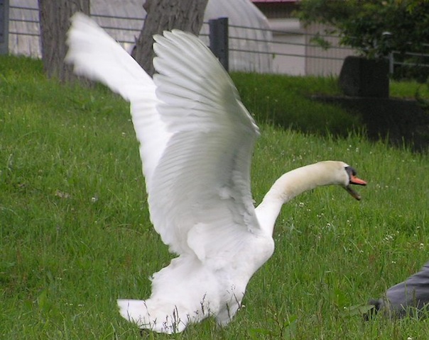 Swan.jpeg