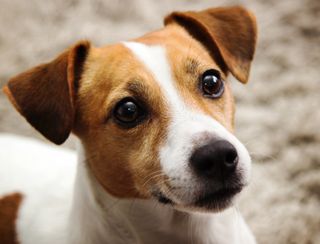 Jack Russell terriers have grown in popularity by 71%