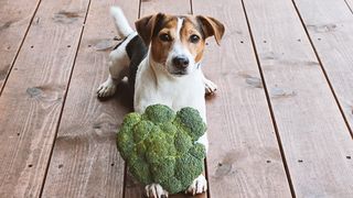 Can dogs eat broccoli?