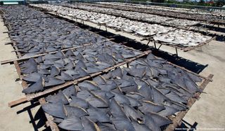 Shark fins drying in the sun.