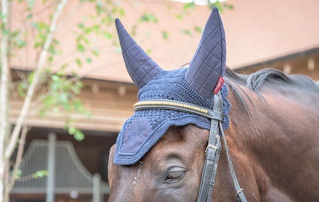 LeMieux Acoustic Fly Hood review