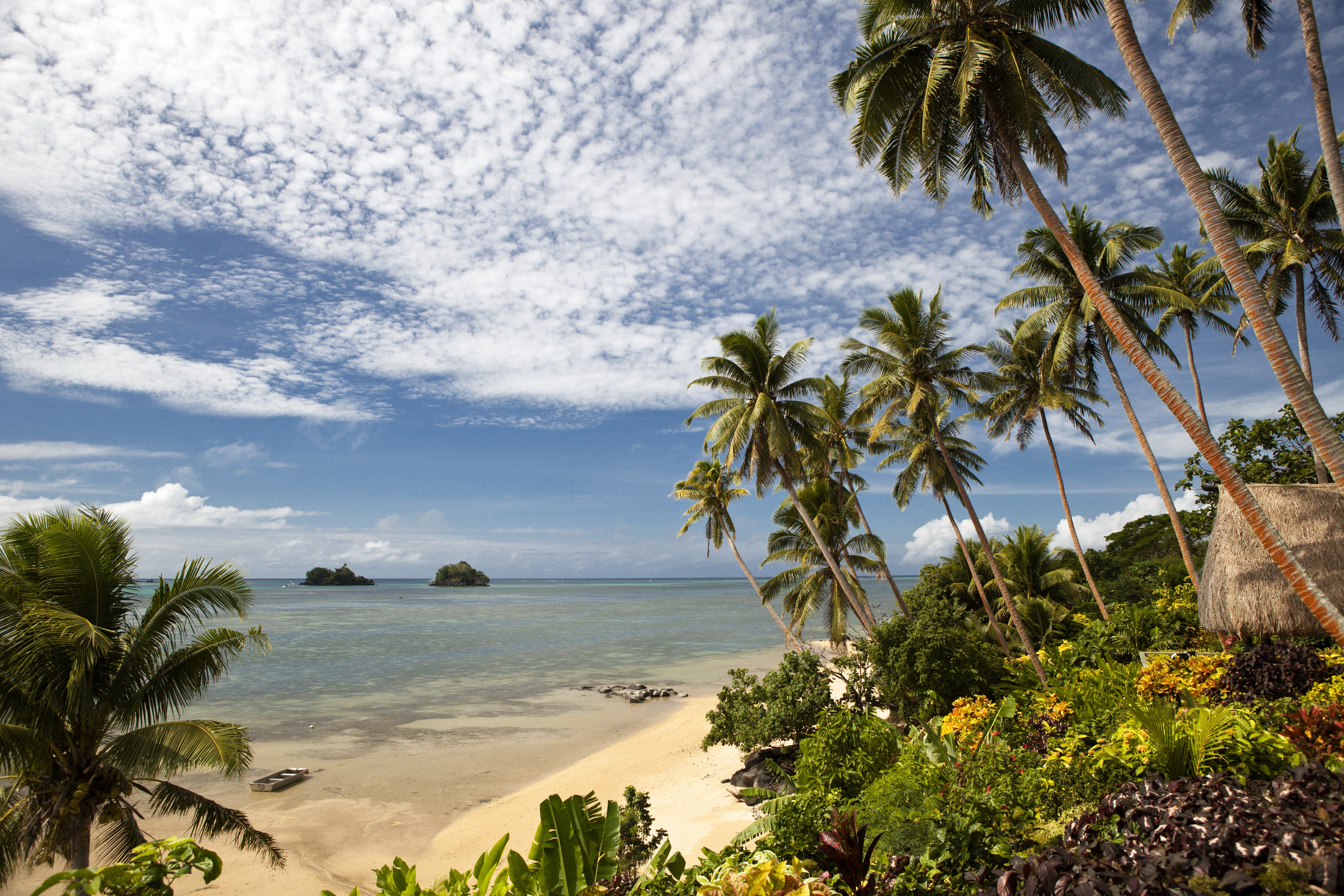 Palm trees on a beach on Taveuni, Fiji