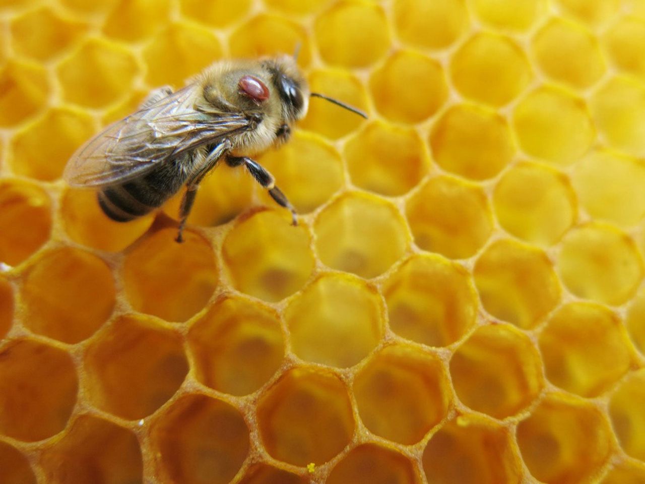 Mite On A Bee On A Honeycomb