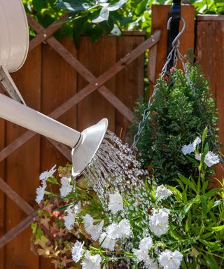 watering white flowers in a hanging basket