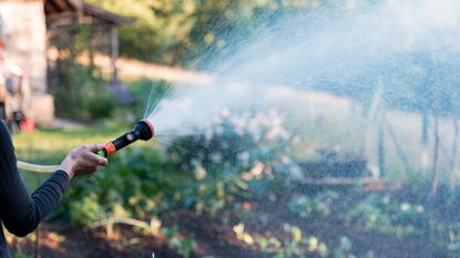 Watering a yard with a hose