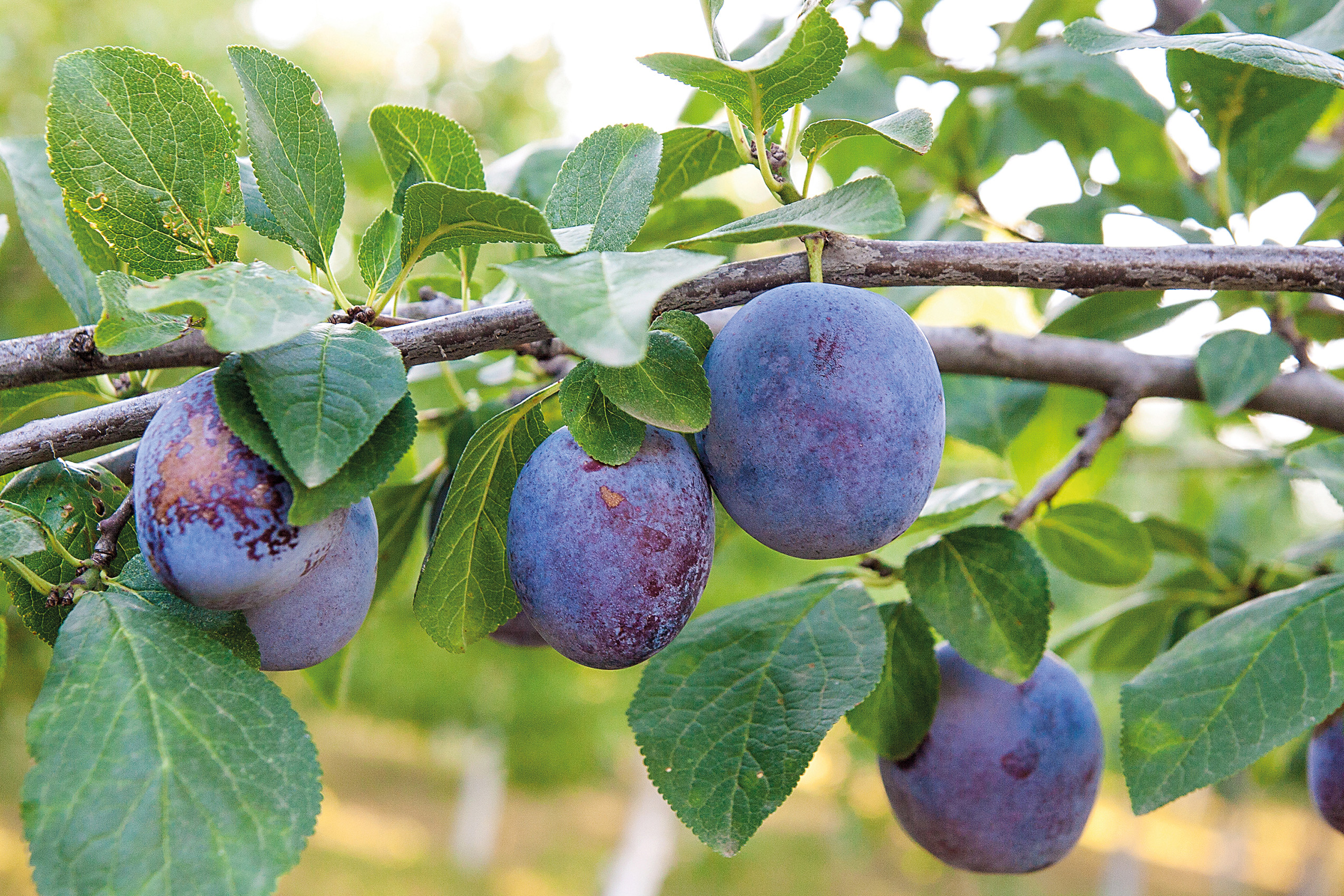 5 fabulous fruit trees to plant in your garden Gardeningetc