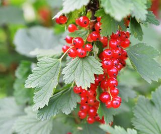 Bunch of ripe redcurrants growing on a bush