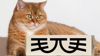 Cat posing with Maowoo's cardboard cat food box