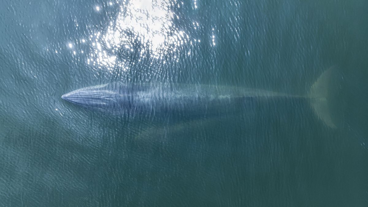 A photo from above showing a whale beneath the surface of the ocean