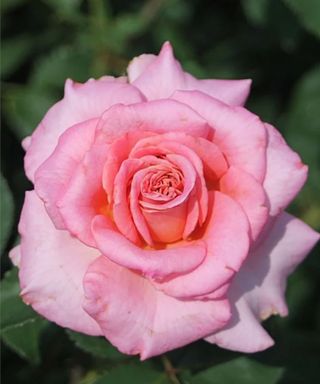 Pink Ashley rose bloom