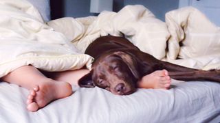 A brown labrador dog asleep on a white mattress
