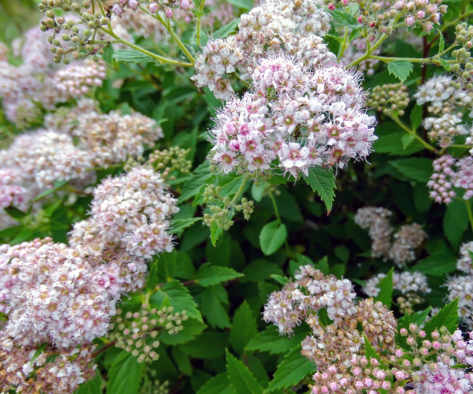 10 of the best spiraea varieties and where to buy them | Homes & Gardens