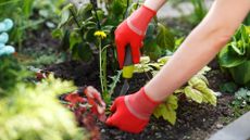 how to get rid of weeds – removing dandelion from garden bed