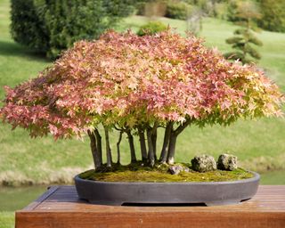 Japanese maple bonsai tree on tabletop outside