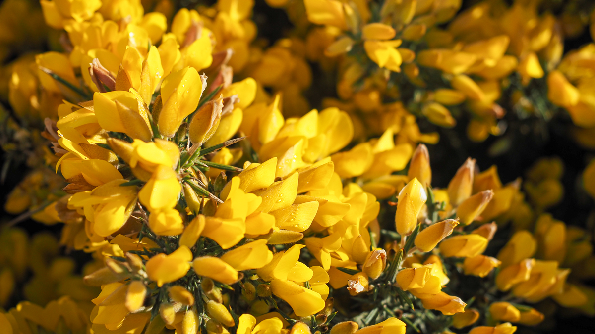 yellow gorse flowers