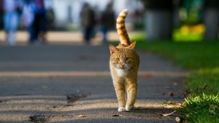 Ginger cat roaming in the park.