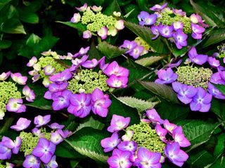 flowers of Hydrangea 'Let's Dance Can Do'