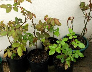 rose cuttings growing in pots