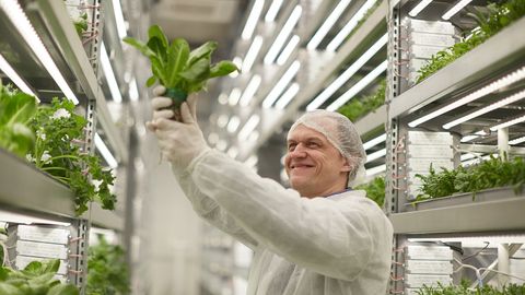 How vertical farming tech could bring fresh greens to the world's food ...