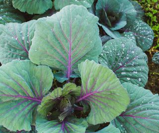 wet plants after heavy rain