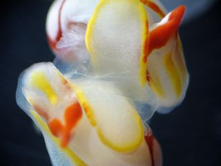 hermaphrodite sea slugs having sex