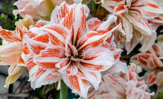 close up of red and white stripe Amaryllis flower