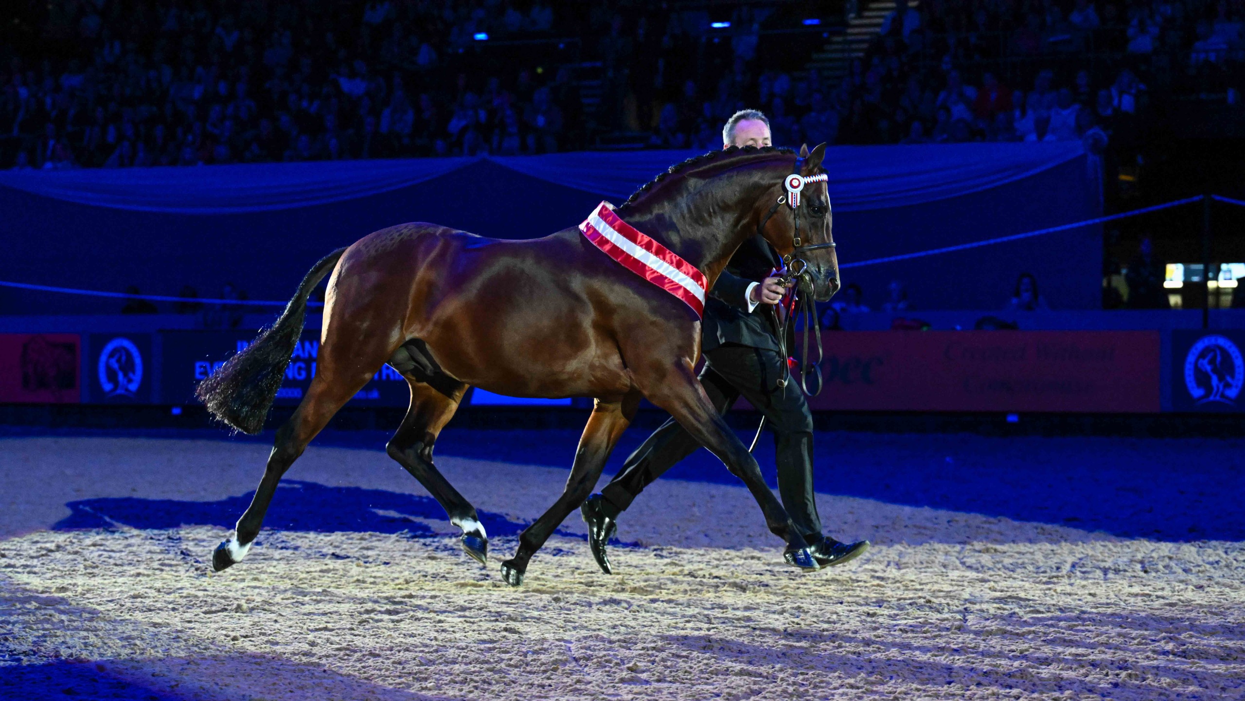 Seywoods Royal Dancer and Simon Charlesworth trot down the centre line at HOYS 2026