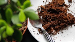 Coffee grounds on a plate underneath a succulent plant