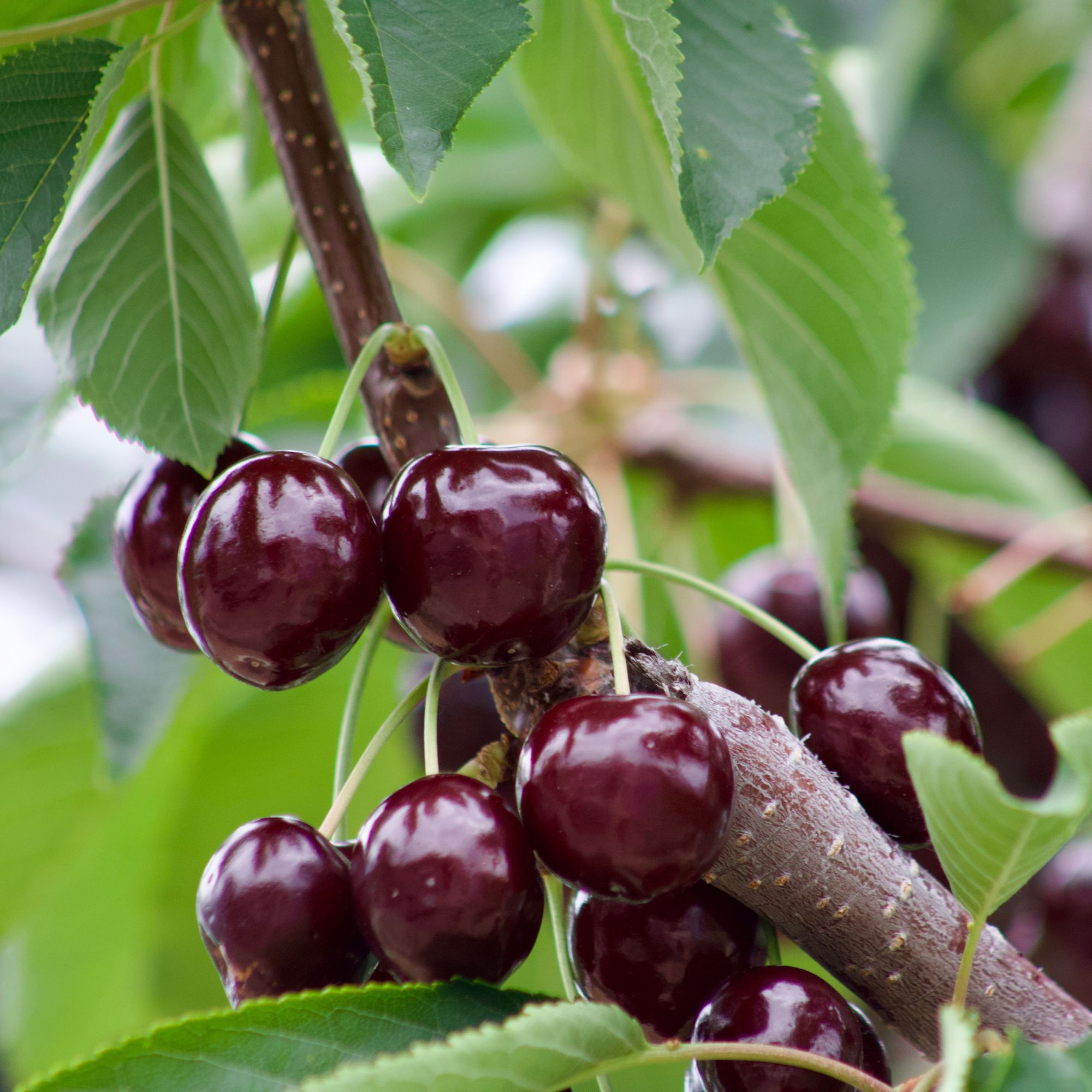 Cherries growing on cherry treecher
