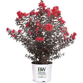 Proven Winner Red Center Stage Crape Myrtle