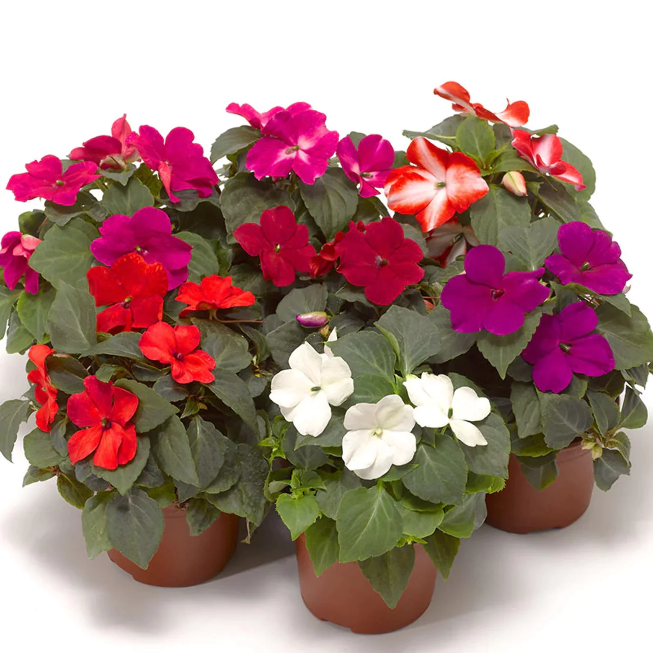 The 7 best flowers for pots in shade, according to experts Livingetc